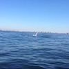 Videos: Whale Spotted Waving At Fly Fisherman Near Queens